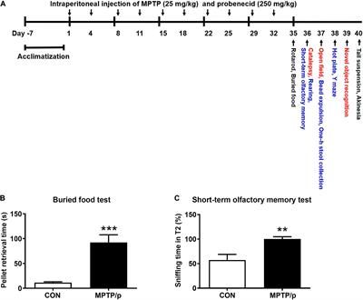 A Comprehensive Phenotype of Non-motor Impairments and Distribution of Alpha-Synuclein Deposition in Parkinsonism-Induced Mice by a Combination Injection of MPTP and Probenecid